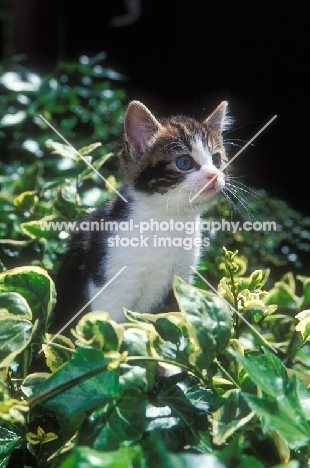 cute alert kitten sitting on ivy leaves