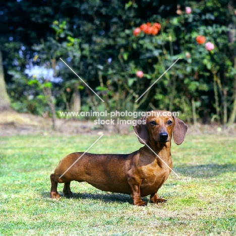 champion dachshund miniature smooth standing on grass
