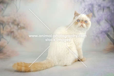 red colourpoint Exotic Shorthair on pastel background