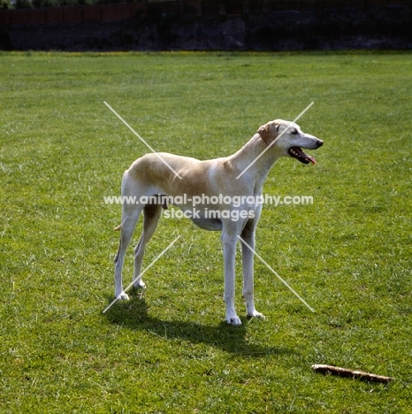 kamet rashid, sloughi standing on grass