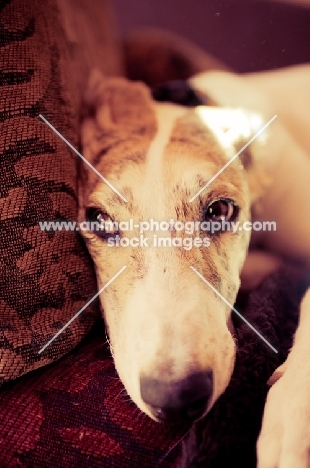 Lurcher on chair