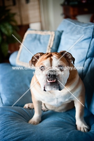 6 year old bulldog on sofa