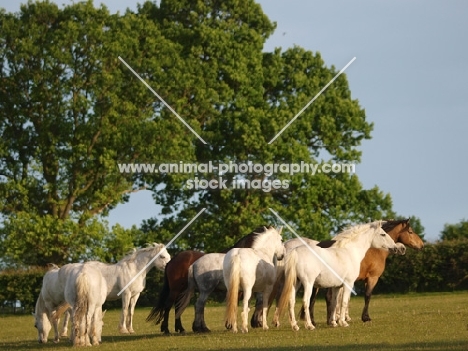 group of Connemara ponies