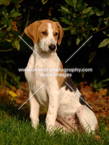 old English type foxhound sitting down
