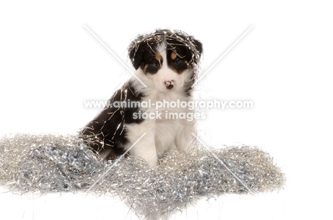 Border Collie with tinsel in studio