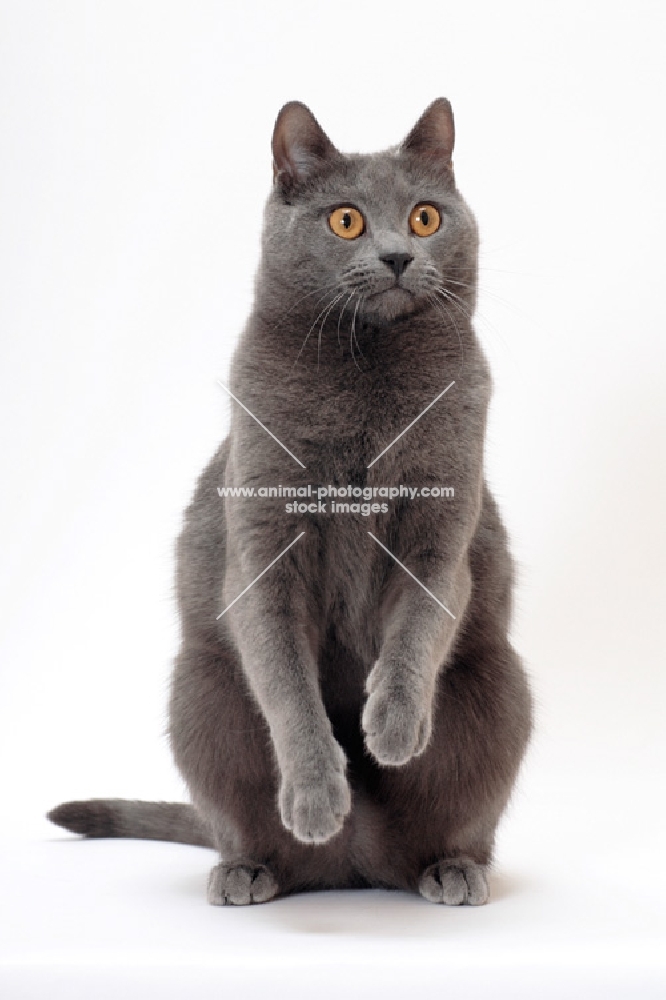Chartreux cat on white background, standing on hind legs