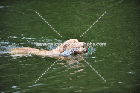 Chesapeake Bay Retriever retrieving in river