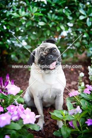 pug sitting in flowerbed