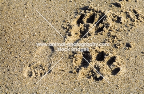 a common path - child and dog footprints - man meeting dog
