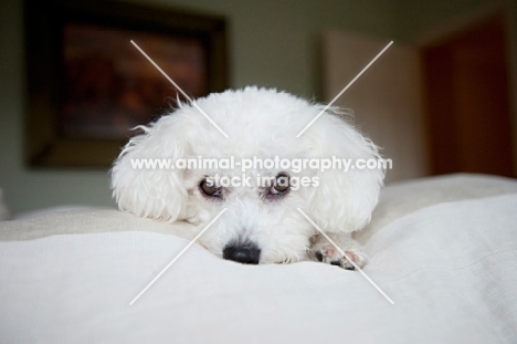 bichon frise resting head on paws