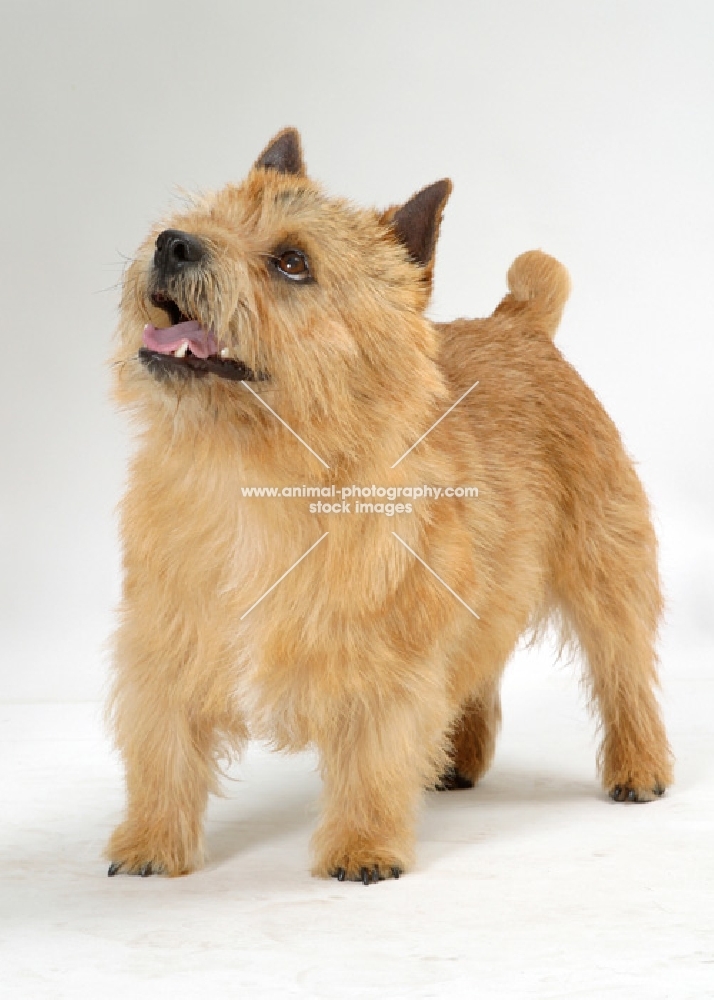 red Norwich Terrier on grey background