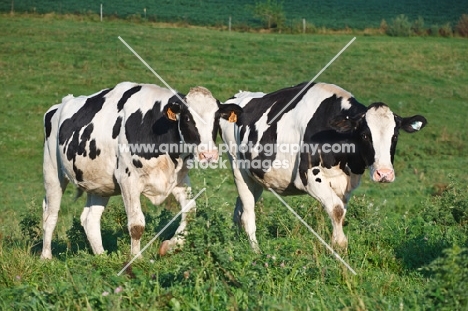 two Holstein Friesians walking in field