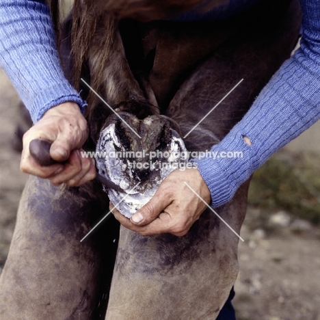 farrier trimming a horse's hoof
