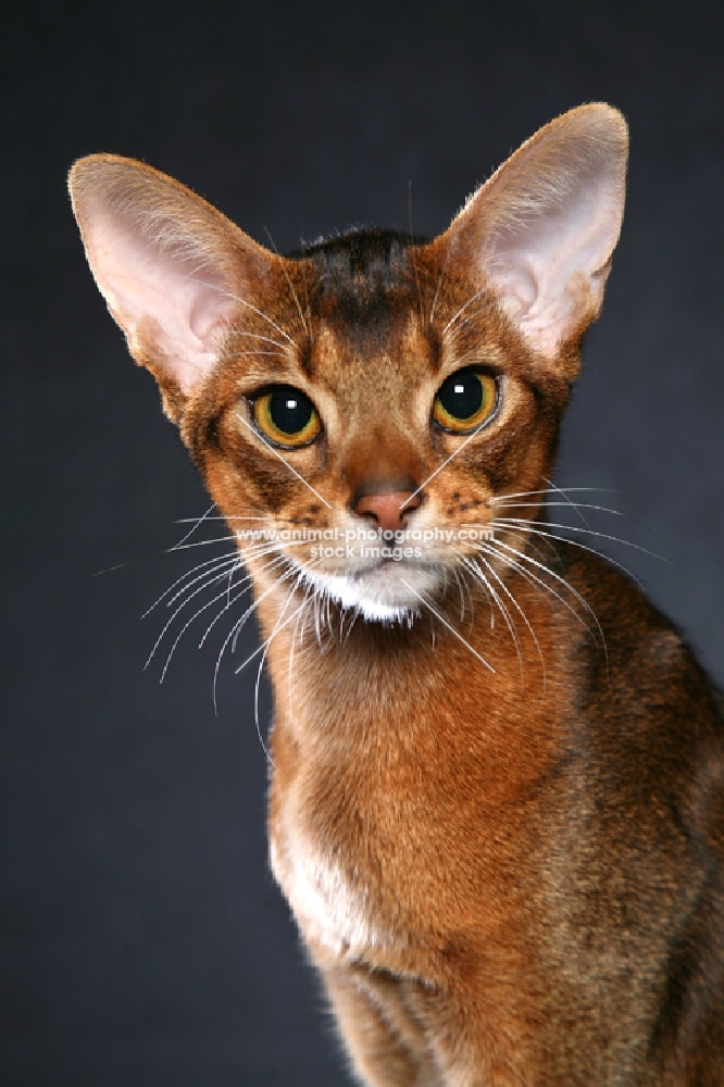 Head study of young Ruddy Abyssinian male against black.  International Winner.