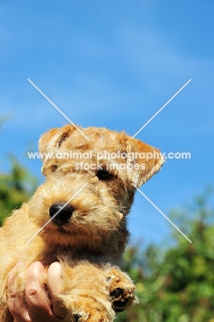 cute Lakeland Terrier pup