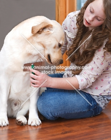 girl brushing a Labrador