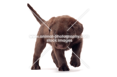 chocolate Labrador Retriever puppy walking in studio
