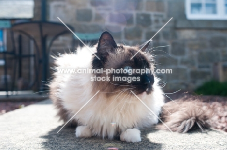 Ragdoll cat on patio in sunshine