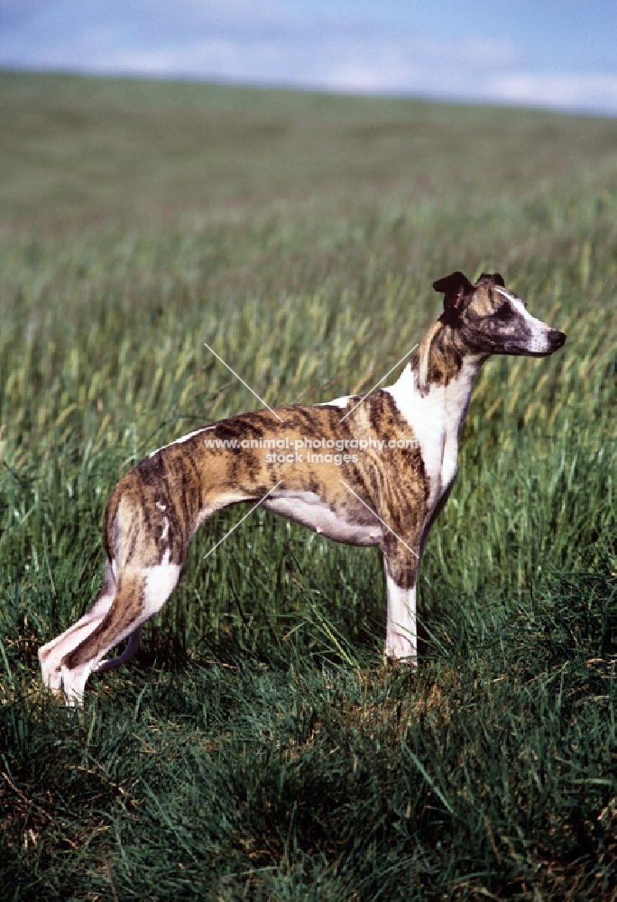 ch nutshell of nevedith, whippet, res bis crufts 1990