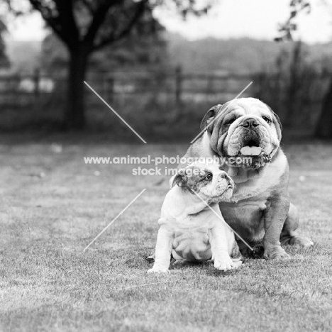  bulldog with a bulldog puppy