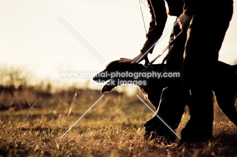 Silhouette of a German Shorhaired Pointer and her owner