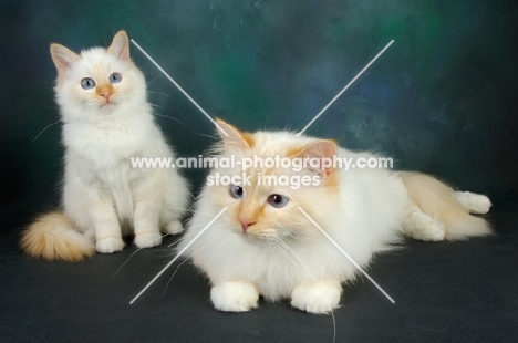 red point birman cat with kitten