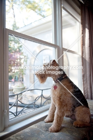 welsh terrier looking out window