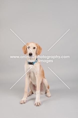 Hound mix sitting in studio.