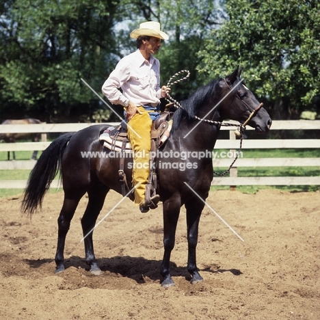 quarter horse and rider ready for cutting cattle