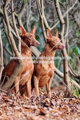 Pharaoh Hound