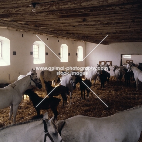 Lipizzaner mares and foals in their ancient stable at piber