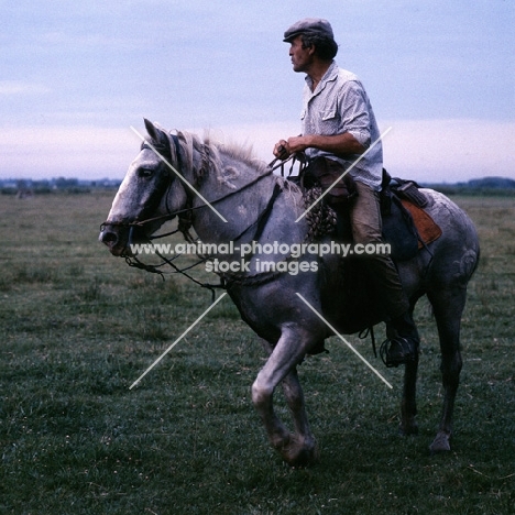 Camargue pony ridden by gardien