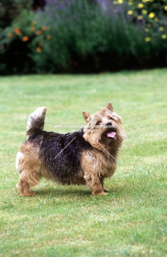 undocked norwich terrier