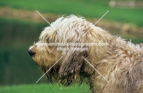 otterhound, am ch billekin amanda grizzlet, head study