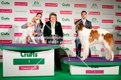 WILCHRIMANE ICE MAIDEN JW "Flo" (pointer) and CH STUBBYLEE JAZZ DIVA JW "Diva" (Borzoi) Stakes finals Winner & Runner Up - Crufts 2012