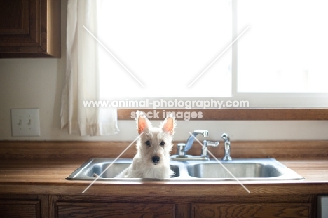 wheaten Scottish Terrier puppy sitting in sink.