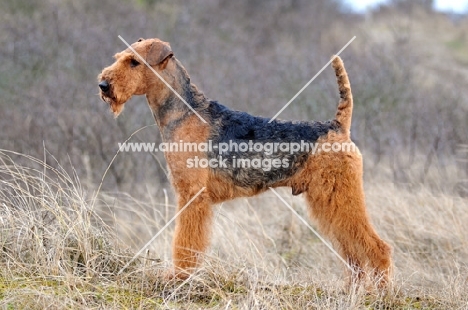 Airedale Terrier posed