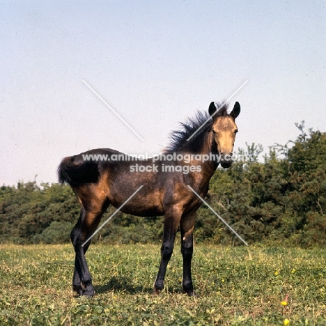 Clonkeehan Water Lily, Connemara foal, full body 