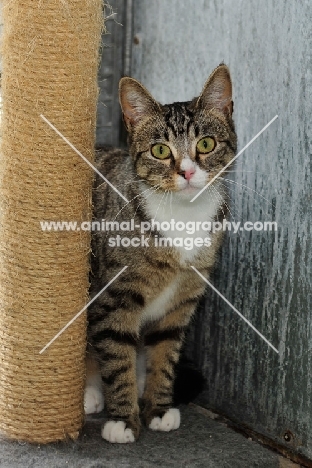 tabby cat, domestic shorthaired with scratching post