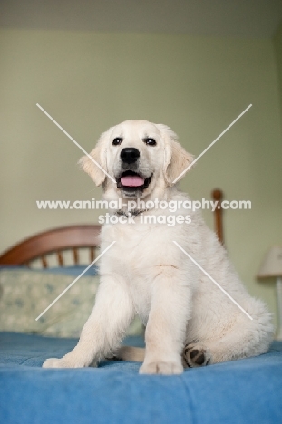 Golden retriever sitting on bed.