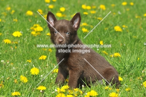 Australian Kelpie puppy