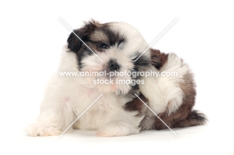 chocolate and white Shih Tzu puppy, scartching