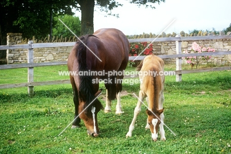  welsh pony cob type, sec c, mare and foal grazing