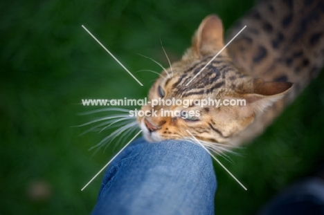 Bengal cat rubbing on a knee 
