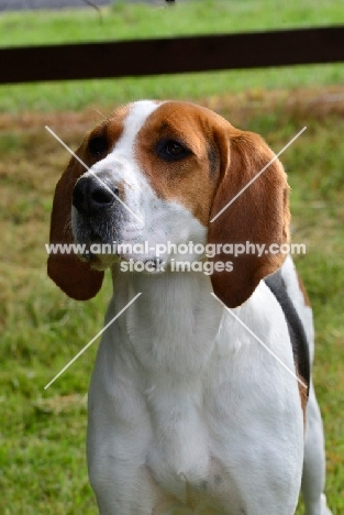 Treeing Walker Coonhound portrait