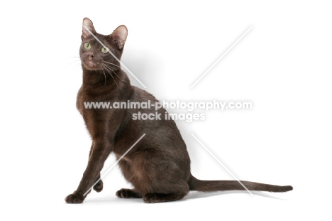 brown Havana cat sitting on white background