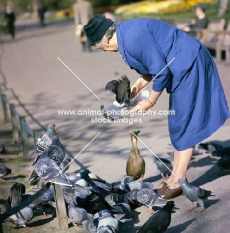 woman feeding pigeons in park