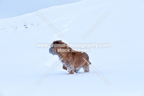 Border Terrier in winter