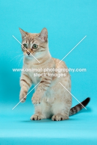 Seal (Natural) Mink Spotted Tabby Munchkin