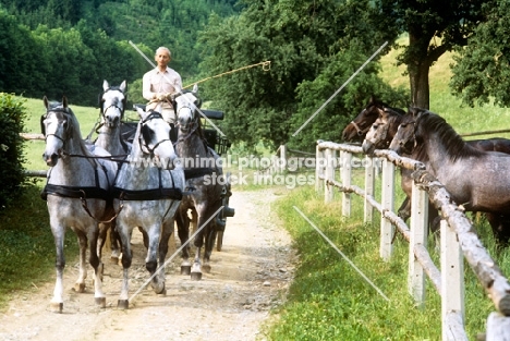 Dr Lehrner driving 4 lipizzaner mares at piber watched by other lipizzaners